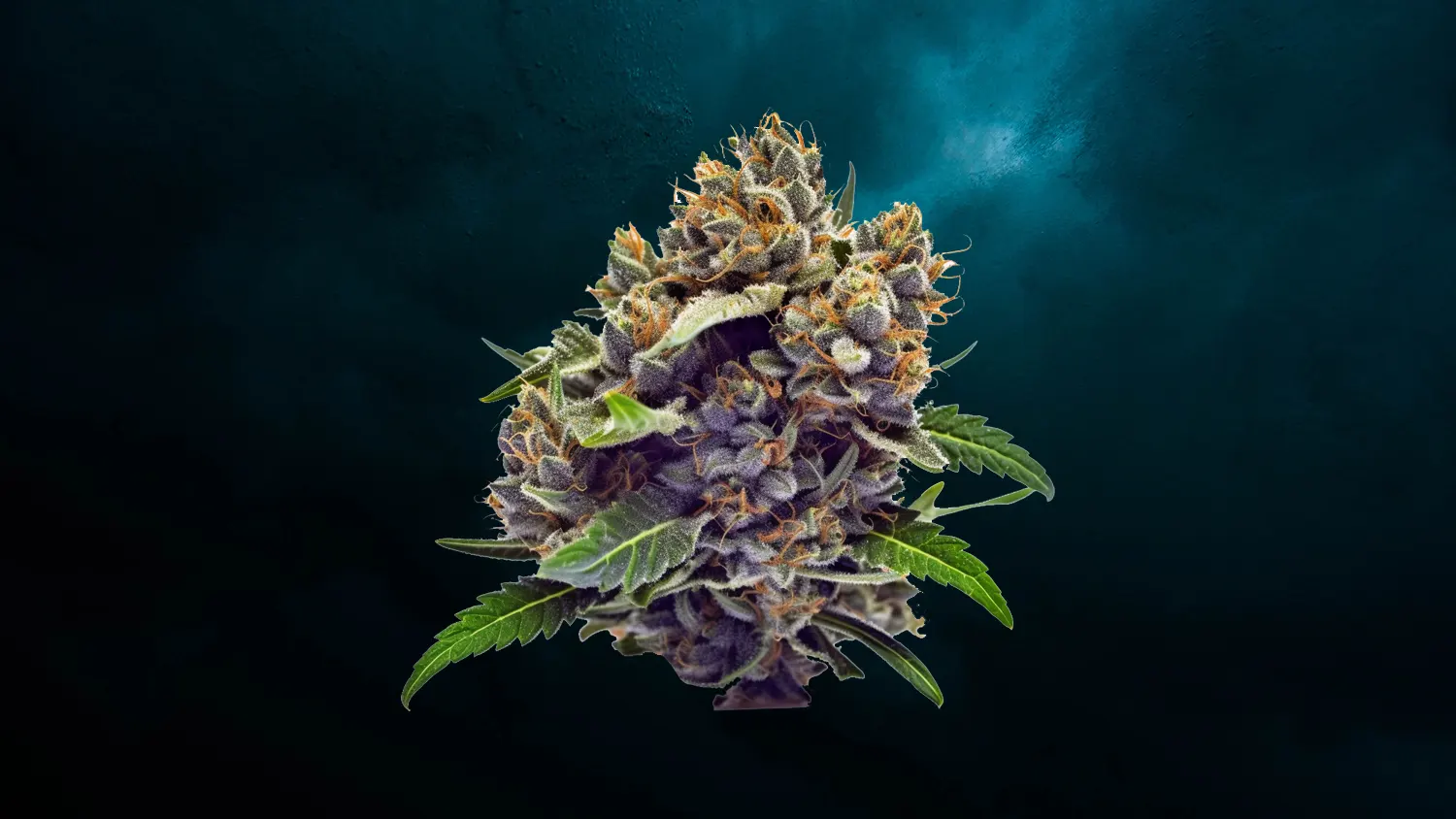 6 - Blueberry