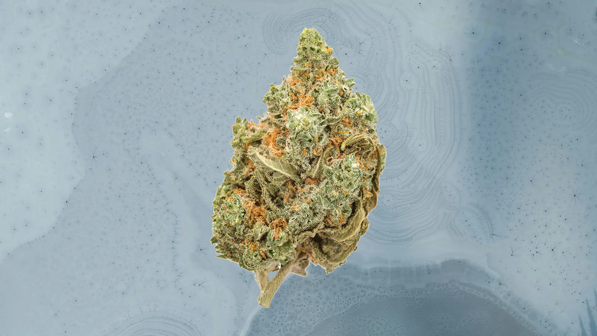 Amnesia Haze