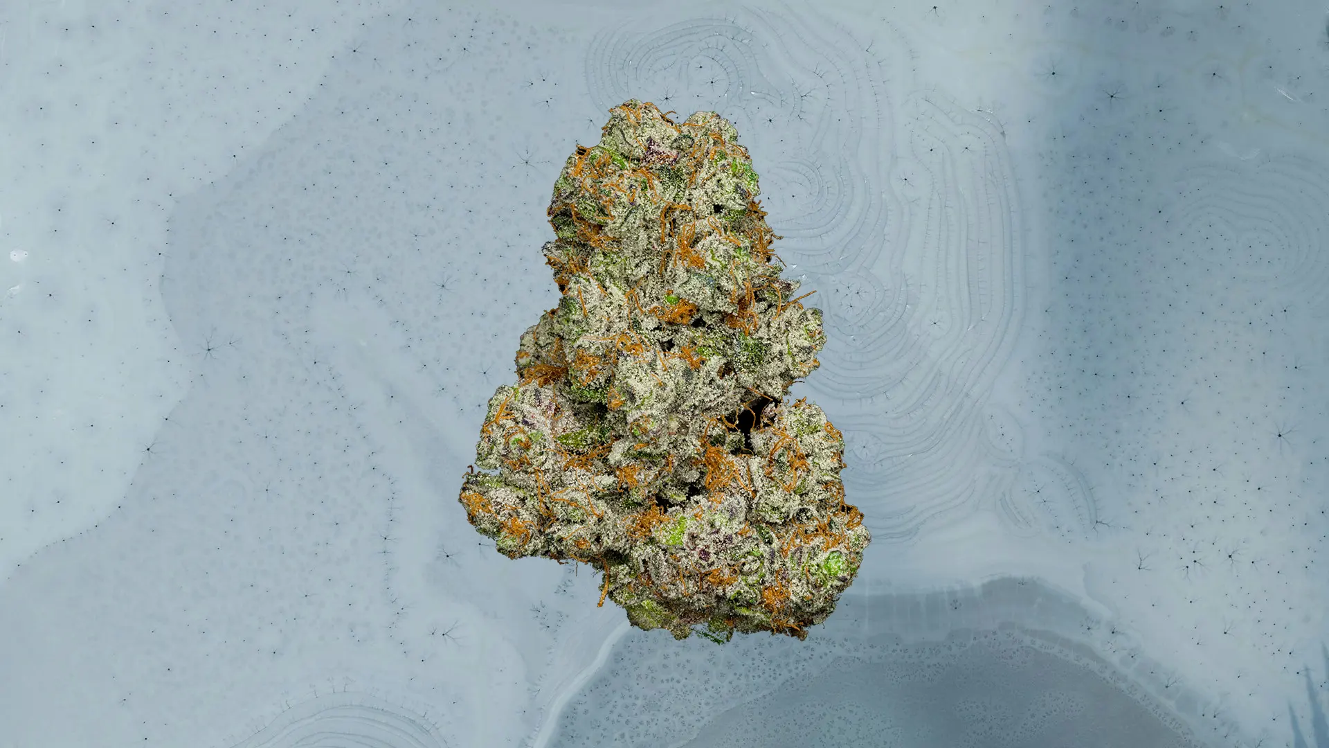 GSC
