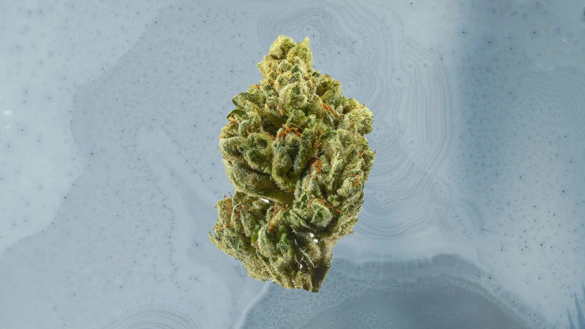 OG Kush